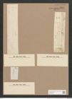 Synedra capitata Ehr. (de-Toni-Nr.: Genus 66, Species 2603) Zeichnungen Sammlung Grunow Nr. 5311 (NHMW-BOT-W0373709)
